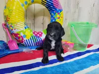F1 ButterBean, a female Goldendoodle for sale in Jacksonville, NC – 2 of 5
