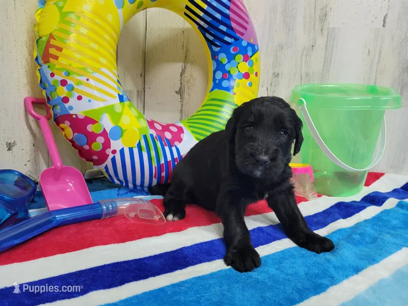 F1 Crowder – Goldendoodle puppy for sale in Jacksonville, NC
