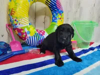 F1 Crowder, a female Goldendoodle for sale in Jacksonville, NC – 2 of 5