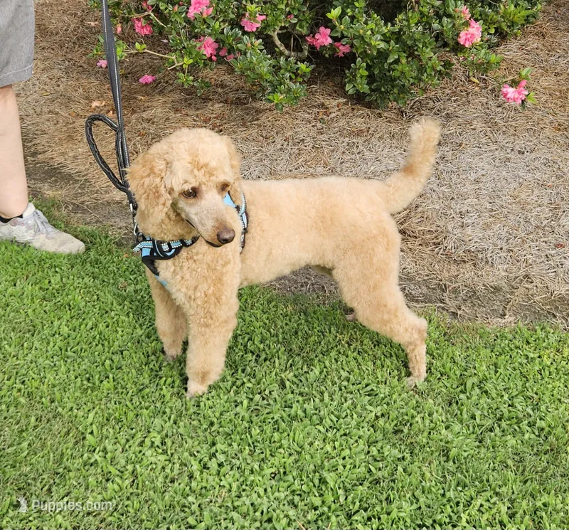 Major – Poodle - Miniature  puppy for sale in Jacksonville, NC
