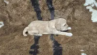 F1 Athena, a female Cavapoo for sale in Jacksonville, NC – 4 of 4