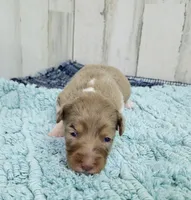F1 Raspberry, a female Miniature Aussiedoodle for sale in Jacksonville, NC – 1 of 3