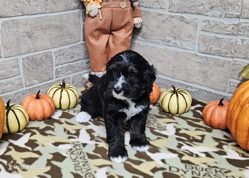 F1b Porter – Miniature Bernedoodle puppy for sale in Jacksonville, NC