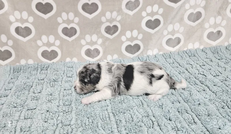 F1b Dolly – Miniature Bernedoodle puppy for sale in Jacksonville, NC