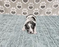 F1b Dolly, a female Miniature Bernedoodle for sale in Jacksonville, NC – 2 of 4