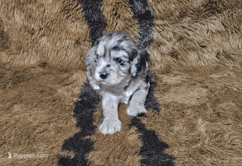 F1 Aphrodite – Cavapoo puppy for sale in Jacksonville, NC