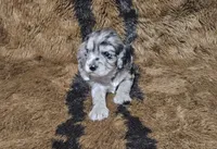 F1 Aphrodite, a female Cavapoo for sale in Jacksonville, NC – 1 of 3