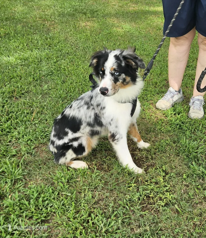 Walker – Miniature Australian Shepherd puppy for sale in Jacksonville, NC