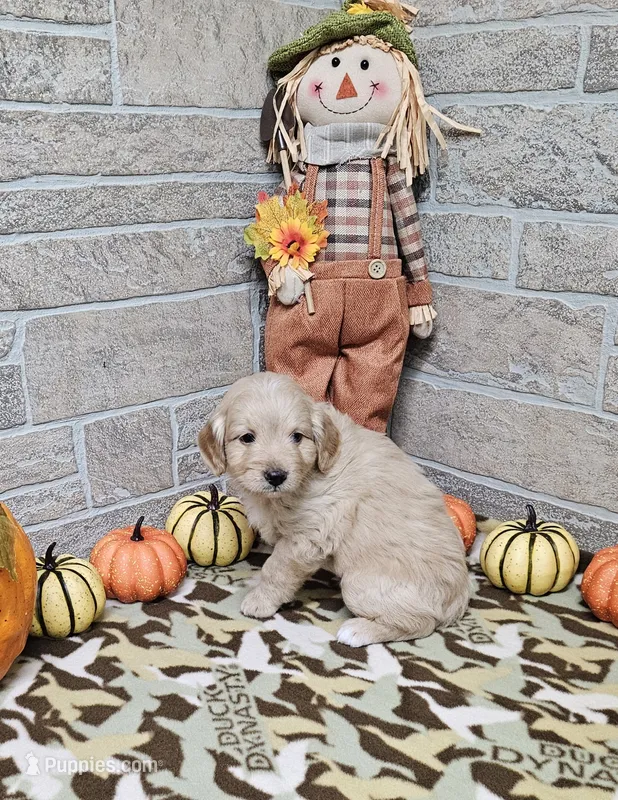 F1b Carl – Miniature Bernedoodle puppy for sale in Jacksonville, NC