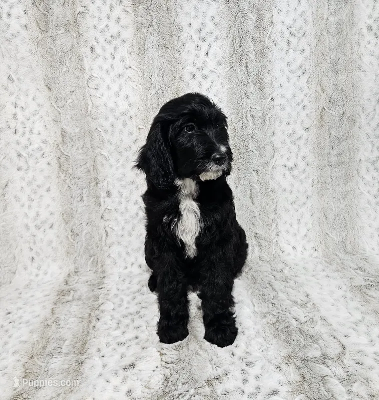 F1 ButterBean – Goldendoodle puppy for sale in Jacksonville, NC