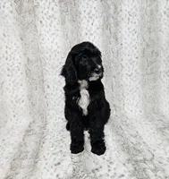 F1 ButterBean, a female Goldendoodle for sale in Jacksonville, NC – 2 of 8