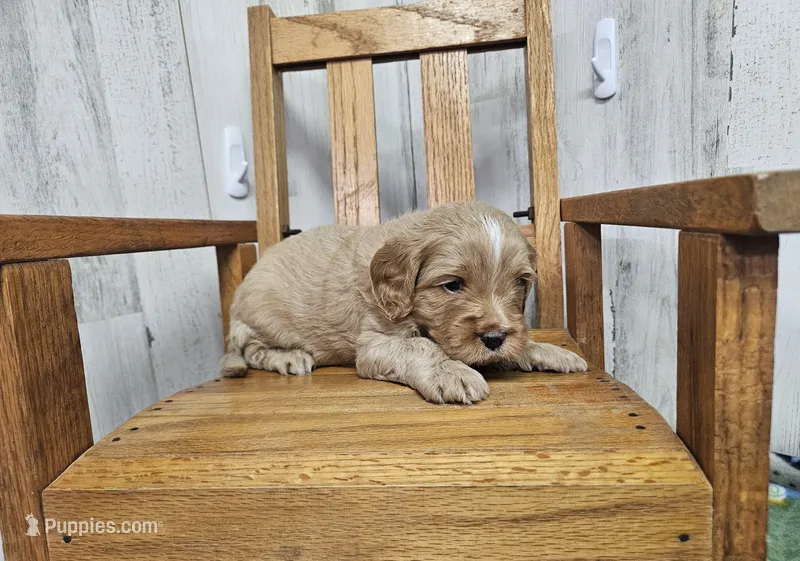 F1 River – Cavapoo puppy for sale in Jacksonville, NC