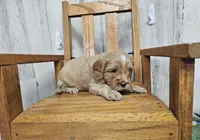 F1 River, a male Cavapoo for sale in Jacksonville, NC – 4 of 6
