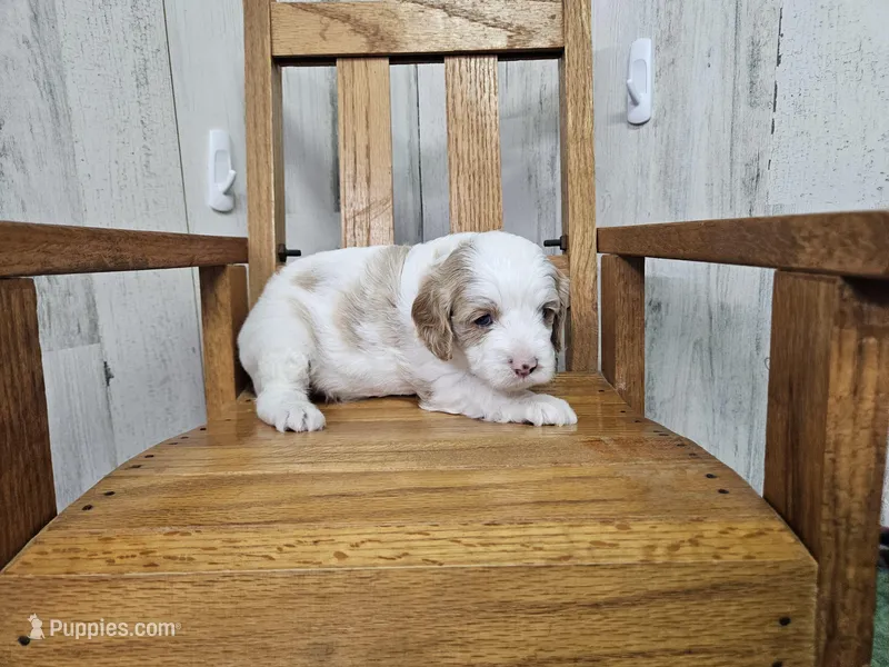 F1 Honey – Cavapoo puppy for sale in Jacksonville, NC