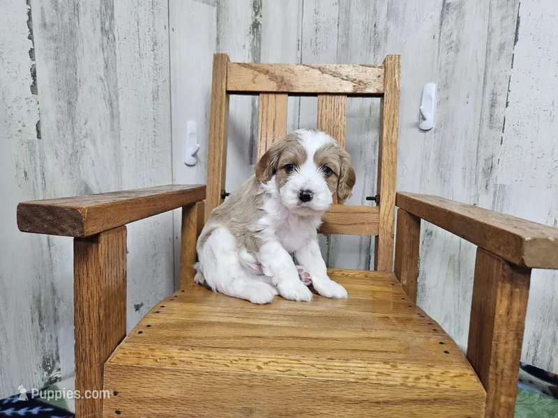 F1 Stormy – Cavapoo puppy for sale in Jacksonville, NC