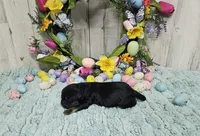 F1 Rainy, a female Cavapoo for sale in Jacksonville, NC – 2 of 5