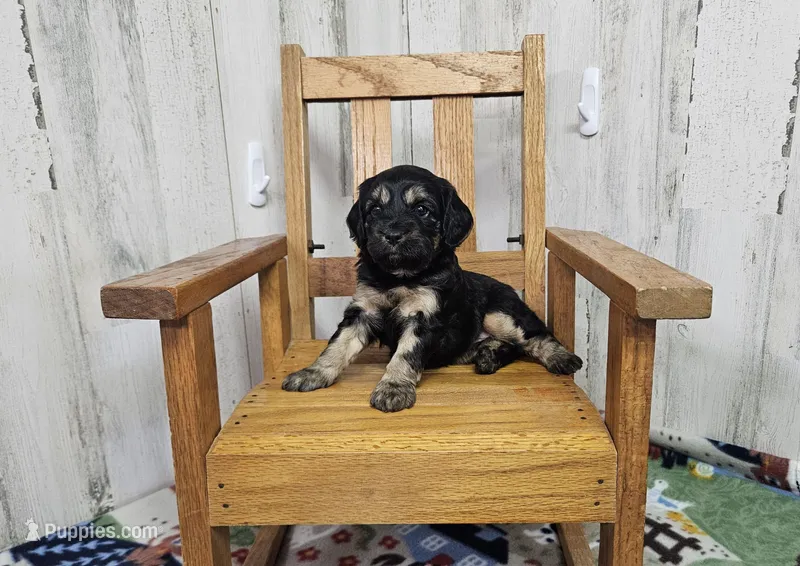 F1 Rainy – Cavapoo puppy for sale in Jacksonville, NC