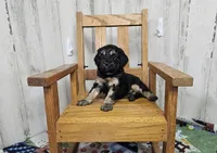F1 Rainy, a female Cavapoo for sale in Jacksonville, NC – 3 of 5