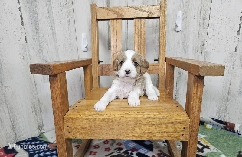 F1 Asher – Cavapoo puppy for sale in Jacksonville, NC