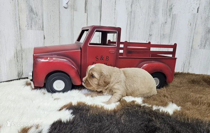 F1 River – Cavapoo puppy for sale in Jacksonville, NC