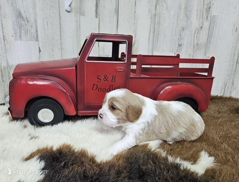 F1 Stormy – Cavapoo puppy for sale in Jacksonville, NC