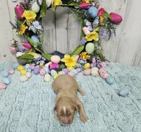 F1 River, a male Cavapoo for sale in Jacksonville, NC – 6 of 6