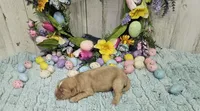 F1 River, a male Cavapoo for sale in Jacksonville, NC – 5 of 6