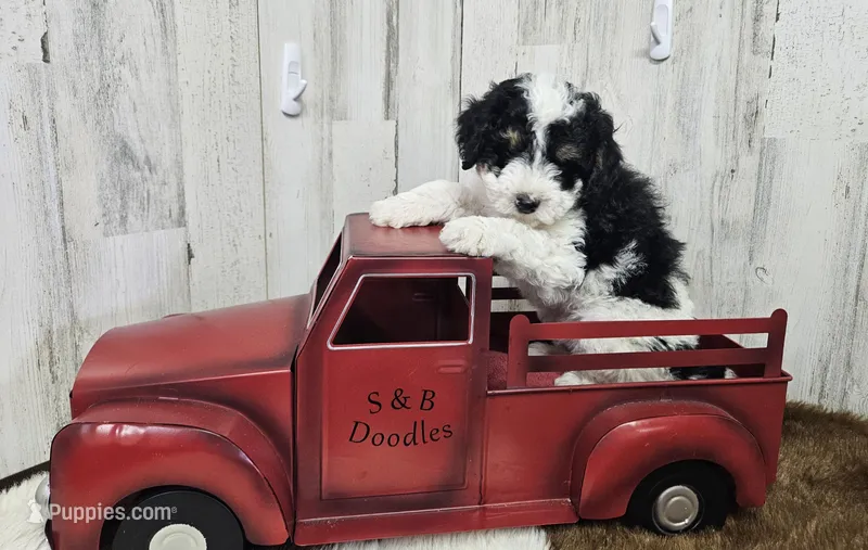 F1b Hardy – Miniature Bernedoodle puppy for sale in Jacksonville, NC