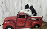 F1b Hardy, a male Miniature Bernedoodle for sale in Jacksonville, NC – Photo 8 of 8