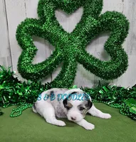 F1b Gabby, a female Miniature Bernedoodle for sale in Jacksonville, NC – Photo 2 of 4