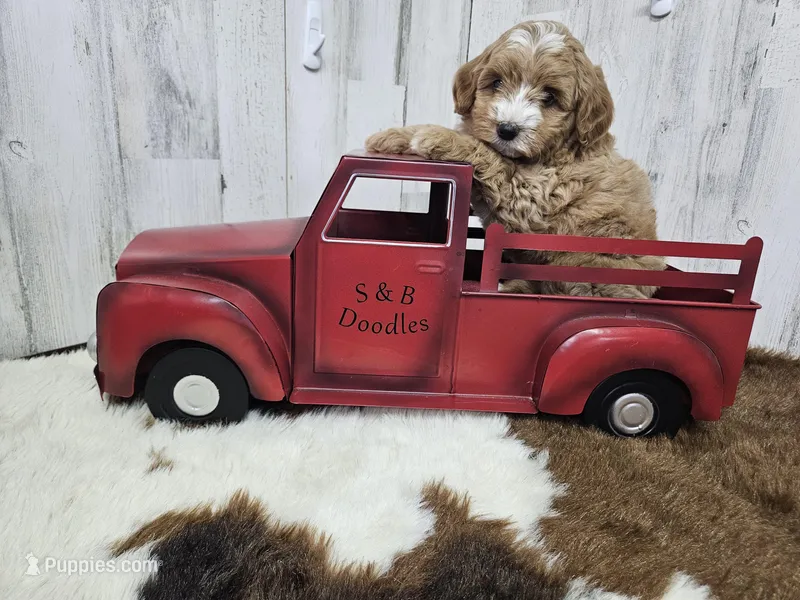 F1b Megan – Miniature Bernedoodle puppy for sale in Jacksonville, NC