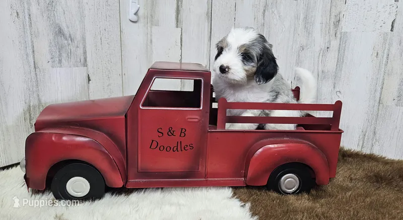 F1b Gabby – Miniature Bernedoodle puppy for sale in Jacksonville, NC