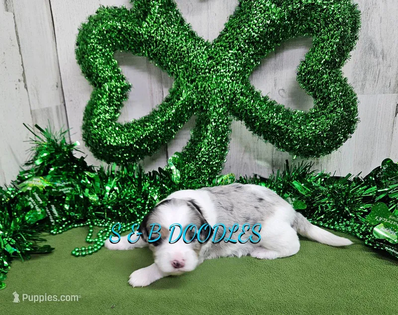 F1b Gabby – Miniature Bernedoodle puppy on hold in Jacksonville, NC