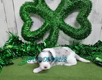 F1b Gabby, a female Miniature Bernedoodle for sale in Jacksonville, NC – Photo 1 of 4