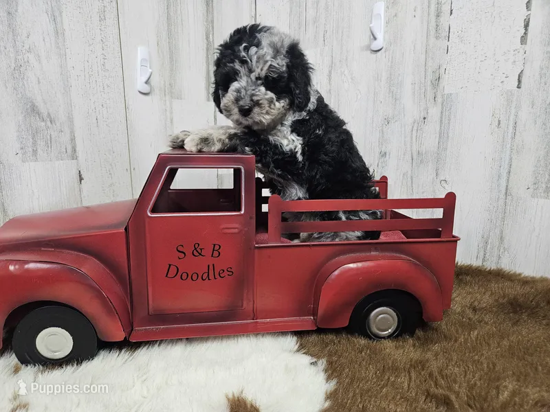 F1b Lainey – Miniature Bernedoodle puppy for sale in Jacksonville, NC