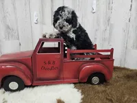 F1b Lainey, a female Miniature Bernedoodle for sale in Jacksonville, NC – Photo 2 of 8