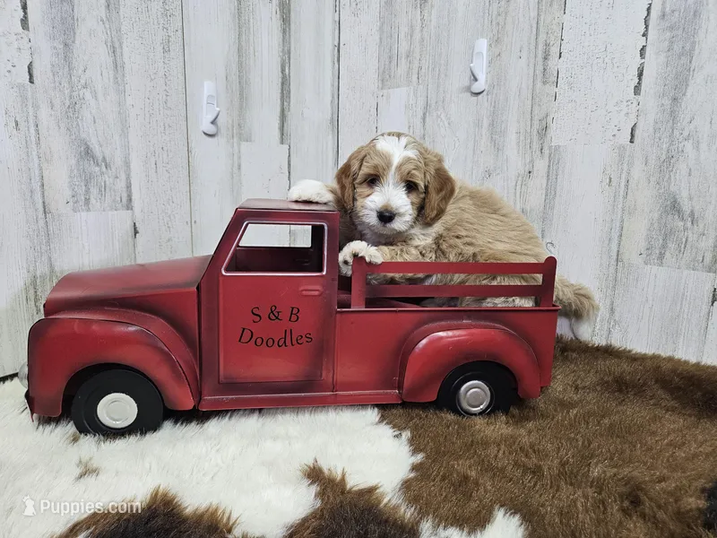 F1b Riley – Miniature Bernedoodle puppy for sale in Jacksonville, NC