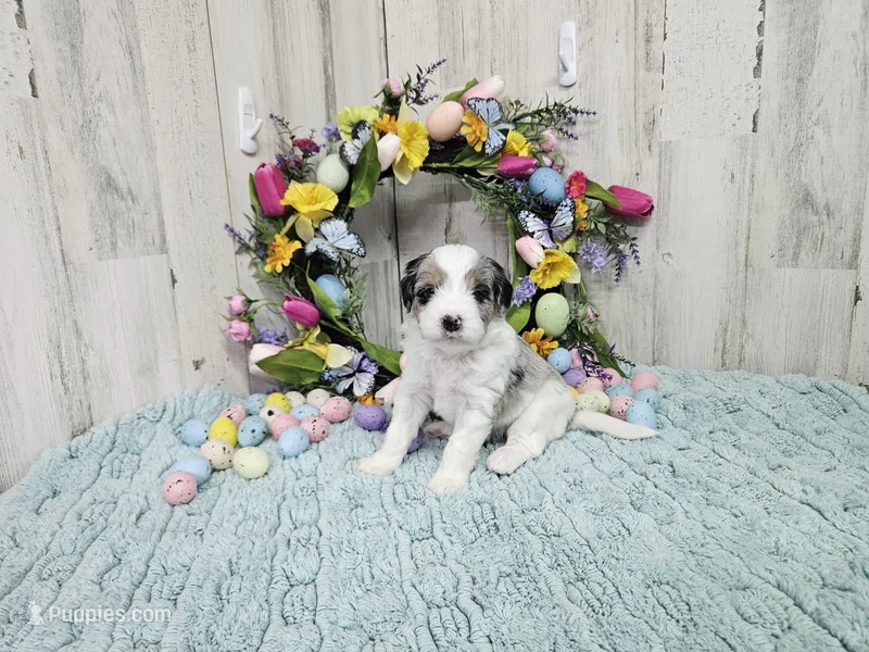 F1b Gabby – Miniature Bernedoodle puppy for sale in Jacksonville, NC