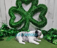 F1b Gabby, a female Miniature Bernedoodle for sale in Jacksonville, NC – Photo 3 of 4