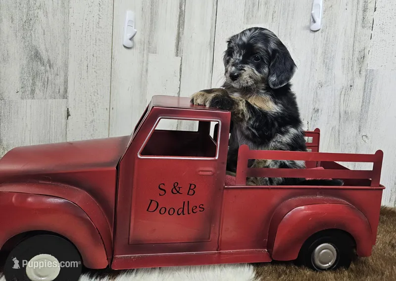 F1b Kelsey – Miniature Bernedoodle puppy for sale in Jacksonville, NC