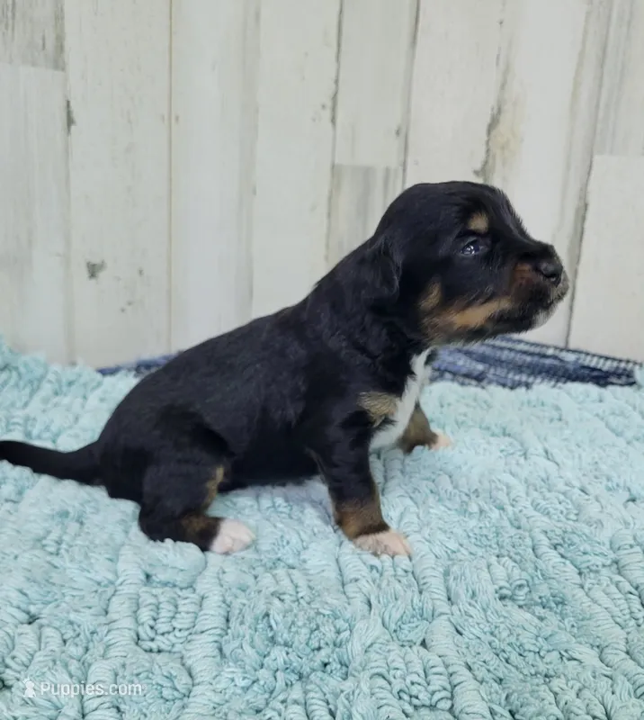 F1 Banana – Miniature Aussiedoodle puppy for sale in Jacksonville, NC