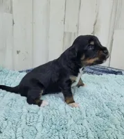 F1 Banana, a male Miniature Aussiedoodle for sale in Jacksonville, NC – 1 of 2