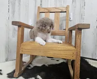 F1 Raspberry, a female Miniature Aussiedoodle for sale in Jacksonville, NC – 1 of 6