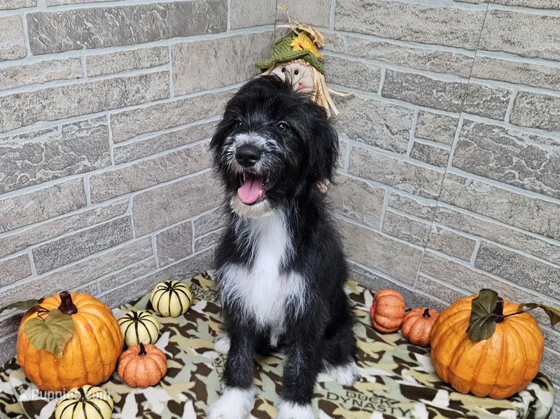 F1 Kiwi – Miniature Aussiedoodle puppy for sale in Jacksonville, NC
