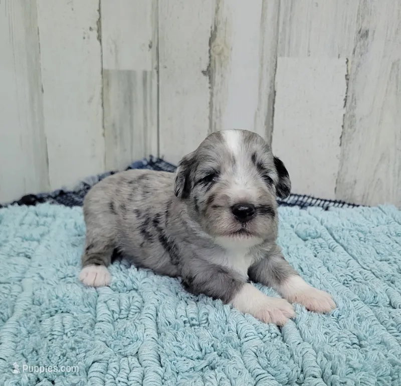 F1 Grape – Miniature Aussiedoodle puppy for sale in Jacksonville, NC