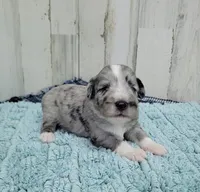 F1 Grape, a male Miniature Aussiedoodle for sale in Jacksonville, NC – 1 of 3