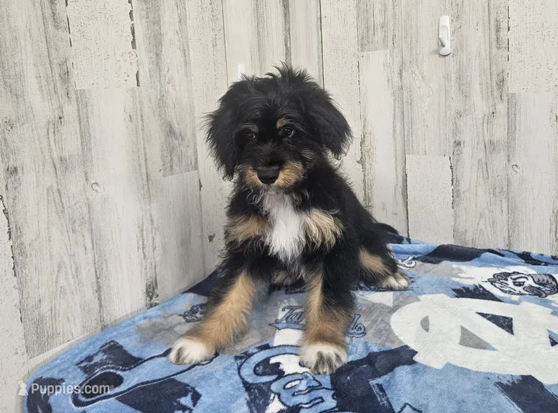 F1 Banana – Miniature Aussiedoodle puppy for sale in Jacksonville, NC