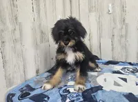 F1 Banana, a male Miniature Aussiedoodle for sale in Jacksonville, NC – 2 of 9