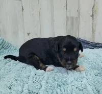 F1 Banana, a male Miniature Aussiedoodle for sale in Jacksonville, NC – 2 of 2