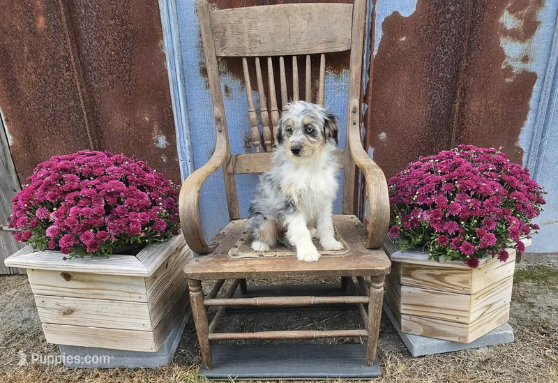F1 Blueberry – Miniature Aussiedoodle puppy for sale in Jacksonville, NC